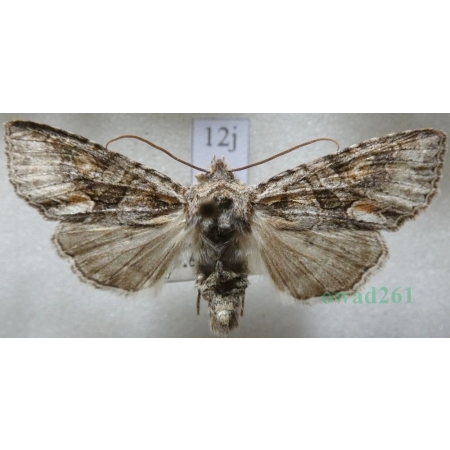 Dichonia convergens (Denis & Schiffermüller, 1775) Czech12j